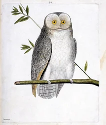 Planche zoologique (ornithologie) : la chouette (chouette effraie ou Tyto Alba) sur une branche. Illustration dans « L