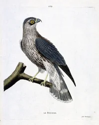 Planche zoologique (ornithologie) : le rocher (faucon émerillon ou falco colombarius) sur une branche. Illustration dans « L