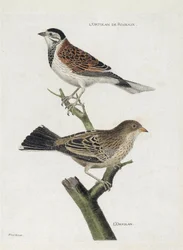 Planche zoologique (ornithologie) : de haut en bas : Ortolan des roseaux (bruant des roseaux ou Emberiza schoeniclus) et Ortolan (bruant ortolan ou Emberiza hortulana) sur une branche. Illustration dans « L
