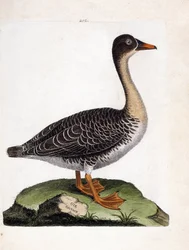 Carte zoologique (ornithologie) : oie des moissons (anser fabalis). Illustration dans « L