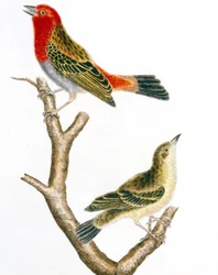 Moineau et sa femelle, gravure en couleur par François Nicolas Martinet