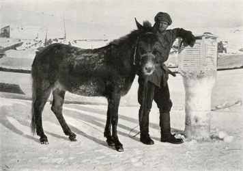 Gran avec mule Lal Khan, c1911, 1913