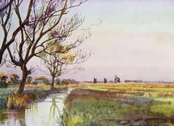 Norfolk Broads : Marais près de Barton