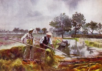 Norfolk Broads : Désherbage des marais