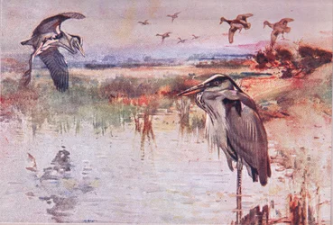 Le héron, illustration de Wild Nature & Country Life publiée par Hodder & Stoughton, vers 1910