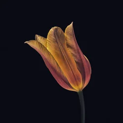 Tulipe orange vif