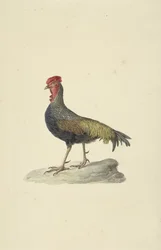 Coq de Sonnerat