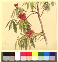 Étude de fleurs (Daphné)