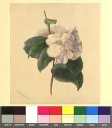 Aquarelle de fleurs