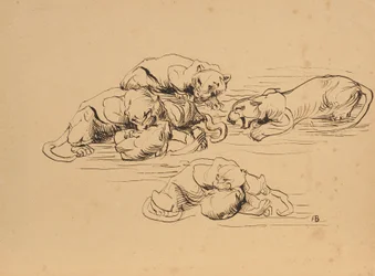 Panthères de Sunda se battant