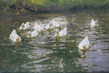 Canards blancs sur l