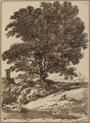 Côte avec un grand arbre