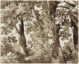 Arbres avec sous-bois dense