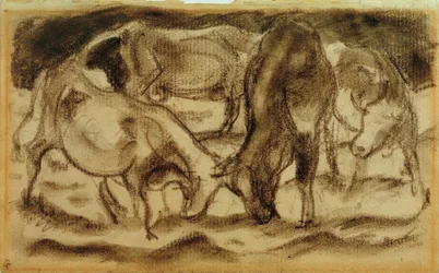 Vaches combattantes