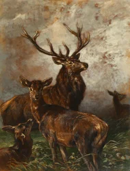 Cerf et biches