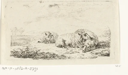 Trois moutons couchés dans l
