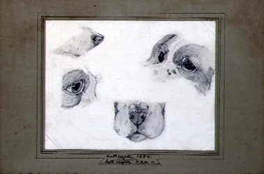 Études du chien de l
