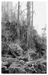 Un ravin dans les Blue Mountains, Australie, 1886