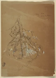 Un arbre à feuilles persistantes noueux, Grand Manan, Canada
