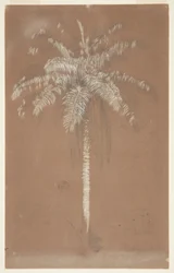 Palmier Abaye, Mont Salus, Jamaïque