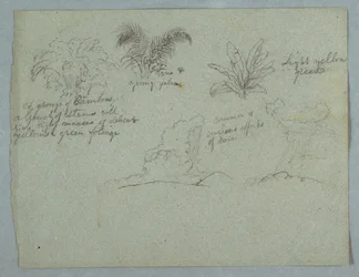 Bambous, vigne et un jeune palmier, plante, et deux scènes de pluie tombant des nuages sur les crêtes, Rio Magdalena, Colombie