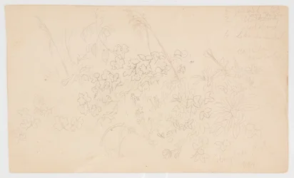 Croquis botaniques
