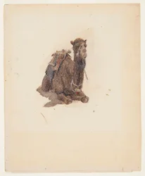 Dromadaire accroupi