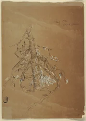 Dessin, Un feuillage persistant noueux, Grand Manan, Canada, août 1851