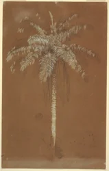 Dessin, palmier d