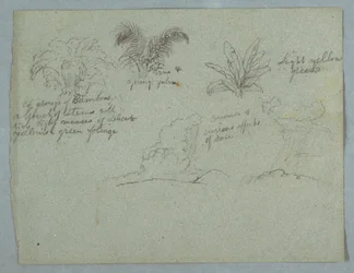 Dessin, bambous, vigne et jeune palmier, plante, et deux scènes de pluie tombant des nuages sur des crêtes, Rio Magdalena, Colombie, 1853, probablement mai