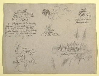 Dessin, croquis botaniques, Colombie, 1853