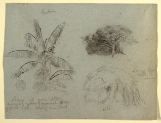 Dessin, croquis botaniques, Amérique du Sud, mai 1853 