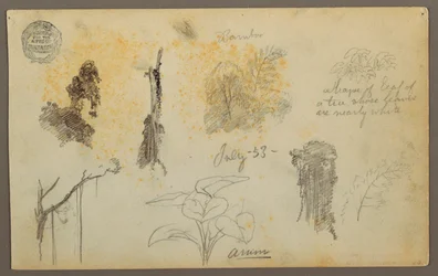 Dessin, Croquis botaniques de Colombie : Bambous, troncs et détails, juillet 1853