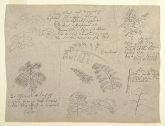 Dessin, études botaniques, vues du Rio Magdalena, Colombie, 1853
