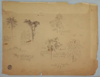 Dessin, Études botaniques avec des perroquets volants, Boquia, Colombie, juillet 1853