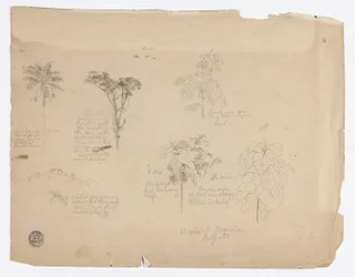 Dessin.  Croquis botaniques de Colombie.