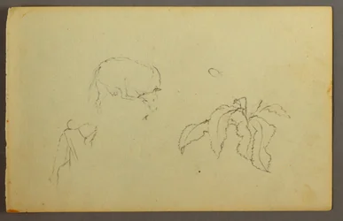Dessin, vache se grattant la tête, plante à feuilles, peut-être 1844
