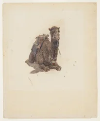 Dessin, dromadaire accroupi, 1868