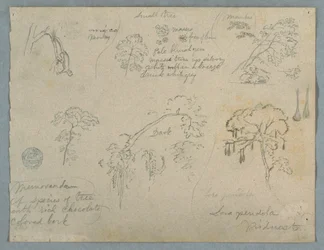 Dessin, Cinq études botaniques avec un singe suspendu, probablement Colombie, 1853