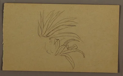Dessin, plante de lys, 1865