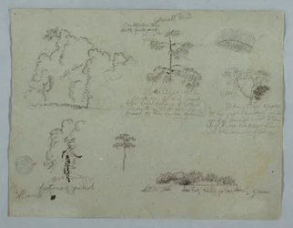 Dessin, études de la nature, y compris un arbre à chandeliers avec un paresseux, Rio Magdalena, Colombie, mai 1853