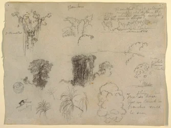 Dessin, études de la nature, probablement de Colombie : Singe, parasites et arbres, 1853
