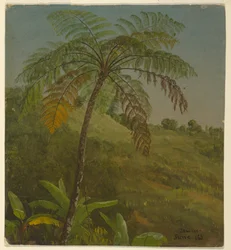 Dessin, palmier, Jamaïque, juin 1865
