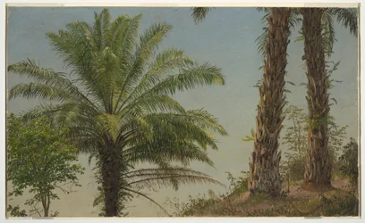 Dessin, palmiers, Jamaïque, juin 1865