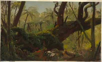 Dessin, forêt tropicale, Jamaïque, Antilles, avril-août 1865