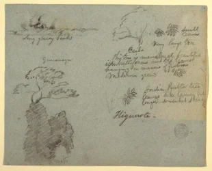 Dessin, croquis des berges et croquis botaniques de Higuerote, Équateur, mai 1853 