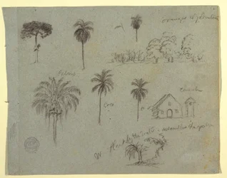 Dessin, Croquis du Rio Magdalene, Colombie :  Études botaniques et une église, mai 1853