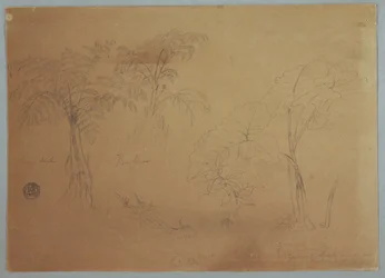 Dessin, Étude de deux arbres et de trois plantes, près de Jorje, Équateur, 23 juillet 1857