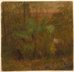Dessin, Thatch Palm, Jamaïque, mai 1865