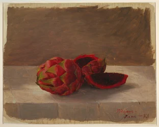 Dessin, le fruit Pitajaya, Colombie, juin 1853